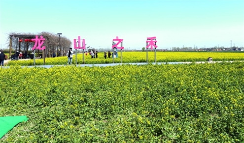 章丘区龙山街道平陵城的油菜花盛开,吸引了很多市民前来拍照打卡